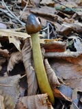 Tolypocladium longisegmentatum image