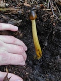 Tolypocladium longisegmentatum image