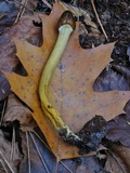 Tolypocladium longisegmentatum image
