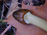 Tolypocladium longisegmentatum image