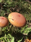 Amanita persicina image
