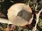 Amanita persicina image