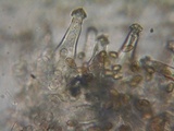Inocybe leiocephala image