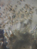 Inocybe leiocephala image