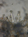 Inocybe leiocephala image