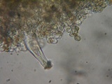 Inocybe leiocephala image