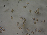 Inocybe leiocephala image