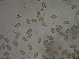 Inocybe leiocephala image