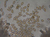 Inocybe leiocephala image