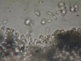 Lepiota boudieri image
