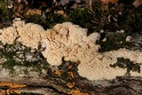 Sarcodontia pachyodon image