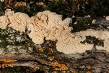 Sarcodontia pachyodon image