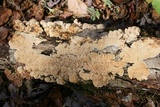 Sarcodontia pachyodon image