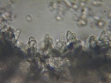Lepiota boudieri image