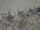 Lepiota boudieri image
