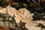 Sarcodontia pachyodon image