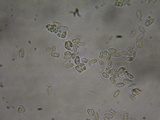 Lepiota boudieri image