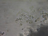 Lepiota boudieri image