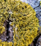 Xanthoria ulophyllodes image