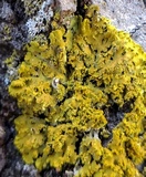 Xanthoria ulophyllodes image
