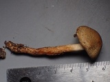 Lepiota grangei image