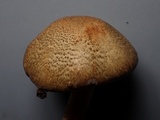 Lepiota grangei image