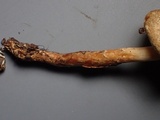 Lepiota grangei image