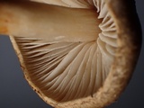 Lepiota grangei image