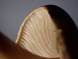 Lepiota grangei image