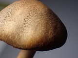 Lepiota grangei image