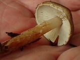 Lepiota grangei image