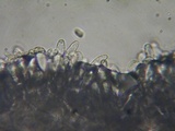 Lepiota grangei image
