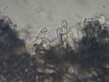Lepiota grangei image
