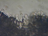 Lepiota grangei image