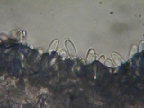 Lepiota grangei image