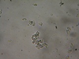 Lepiota grangei image