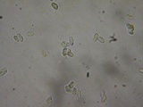 Lepiota grangei image