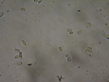 Lepiota grangei image