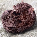 Coltriciella dependens image