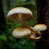 Hypholoma capnoides image