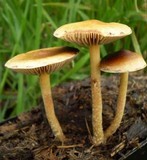 Agrocybe pediades var. fimicola image