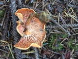 Hygrophoropsis aurantiaca image