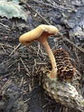 Hygrophoropsis aurantiaca image