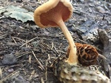 Hygrophoropsis aurantiaca image