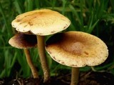 Agrocybe pediades var. fimicola image