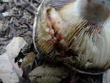 Russula dissimulans image