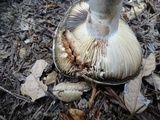 Russula dissimulans image