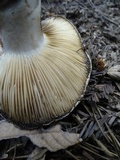 Russula dissimulans image