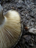 Russula dissimulans image