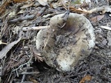 Russula dissimulans image